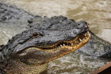 Alligator in the water 
