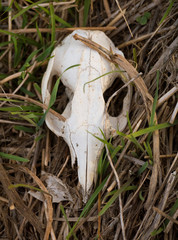 Obraz premium Skull of a Tammar wallaby amongst blades of grass.