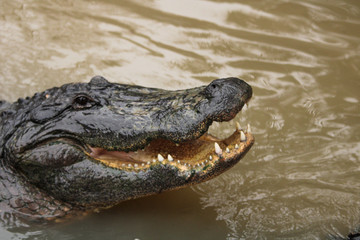 Alligator in the water 