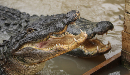 Two Alligators in the water 