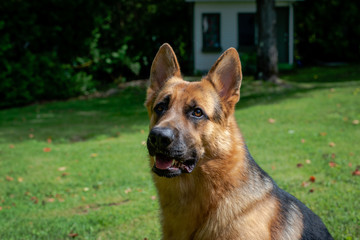 Naklejka premium German shepherd dog, training activities 