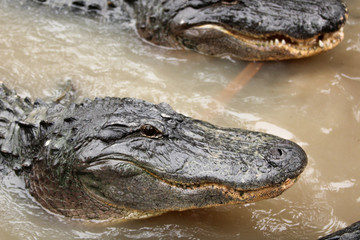 Alligator in the water 