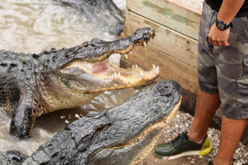 Alligator Training Session