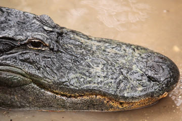 Alligator in the Water 