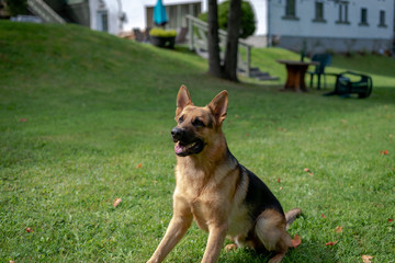 German shepherd dog, training activities 