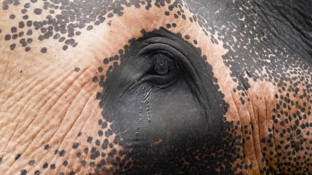 Closeup 4k video of tears flowing from elephants eyes. Crying animal. Concept of abuse and brutal treatment with animals