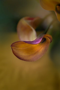 Calla Lily 