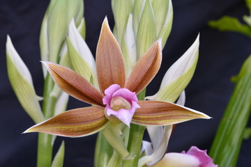 Obraz premium Cranetop flowers welcoming spring