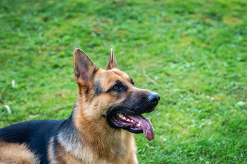 German shepherd dog, training activities 