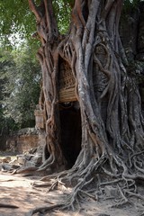 mysterious, spooky, dark, foggy giant tree roots, forest growing out of stone temple ruins, angkor wat, cambodia