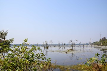 lake with dead trees and trunks close to angkor wat, siem reap in cambodia