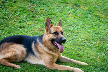 German shepherd dog, training activities 