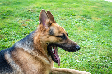 German shepherd dog, training activities 