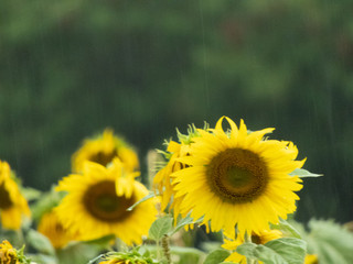 Fototapeta premium taking advantage of the cloudy day to take some pictures of the sunflowers