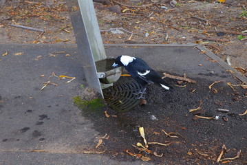 Black and White Magpie in a Sydney gardens drinking water from a water bowl 