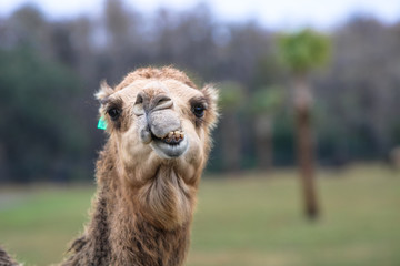 Portrait of a Camel chewing