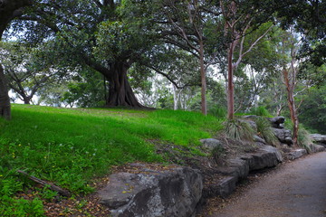 Sydney Botanical gardens lush green trees and jagged rocks green grass blue skies with white clouds on a nice sunny summer morning