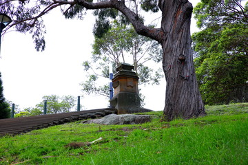 Fototapeta premium Black and White Magpie in a Sydney gardens drinking water from a water bowl 