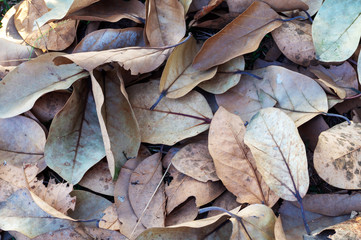 dry leaves from tree are isolated on ground as a texture background, background and texture