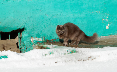 cat, cat and snow, street cats, waiting, snow cats, winter in the city,