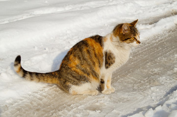 cat, cat and snow, street cats, waiting, snow cats, winter in the city,