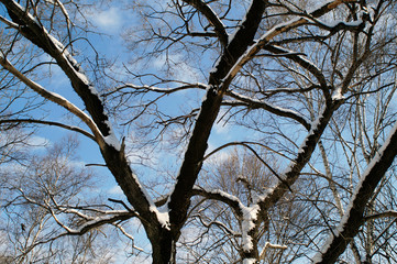 snow, snow removal, trees in the snow, winter in the city, streets in the snow, public utilities, lights in the snow, winter day