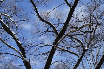 snow, snow removal, trees in the snow, winter in the city, streets in the snow, public utilities, lights in the snow, winter day