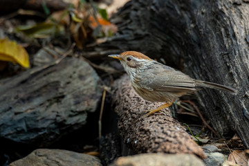 Puff-throated Babbler perching on a tree bark looking into a distance