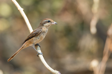 Brown Shrike perching on liana looking into a distance