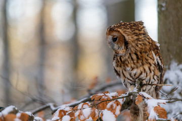 Little Owl (Strix aluco) sitting on a tree branch in a forest and looking around