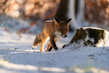 Obraz premium Young red fox (Vulpes Vulpes) running in forest on snow near camera.