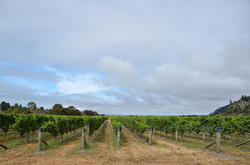 Fototapeta na wymiar Vineyard in Malborough, New Zealand