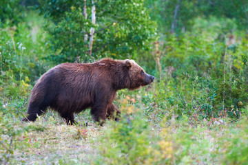 Brown bear in natural habitat, walking in summer forest