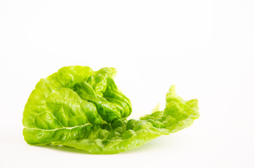 Lettuce leaf on white background