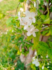 flowers name's mok or wrightia religiosa is a bunch white small flowers.