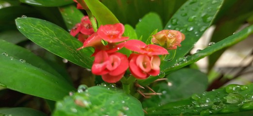 Thorns worn in the garden in morning