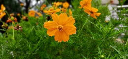 Plant from tropic area in Indonesia