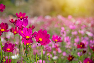Pink vivid color blossom of Cosmos flower in a field.