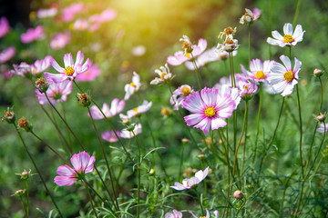 Fototapeta premium Pink vivid color blossom of Cosmos flower in a field.