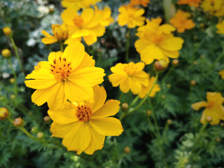 Yellow Cosmos Flower on a background of flower field