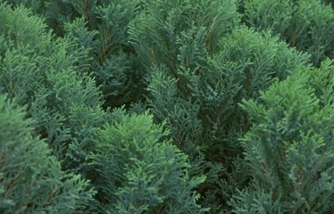 Beautiful fern in the garden.