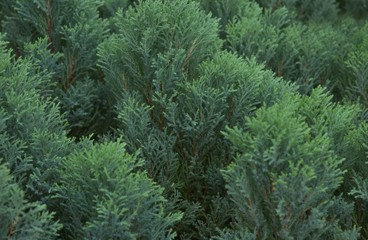 Beautiful fern in the garden.