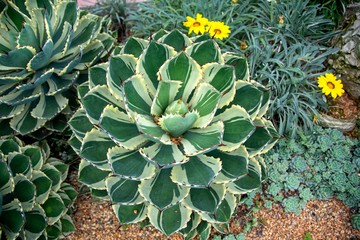 Closeup view of a green  agave plant