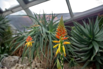 Obraz premium Closeup view of Candelabra Aloe Arborescens