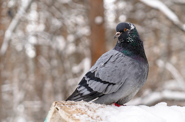 Pigeon on a snow-covered birdhouse in a winter forest.