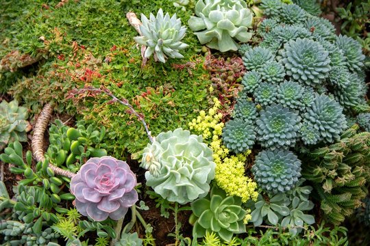 Succulant Plant Blooming and Growing near Spruce Tree and Green Grass.