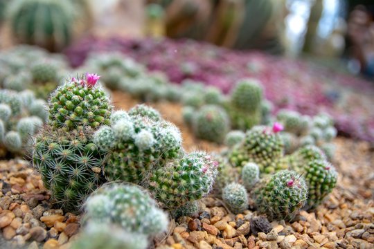 Collection of cactus plants on ground with a background.  of dofecused Various cacti