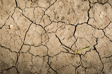 Small plant growing in a dry arid soil