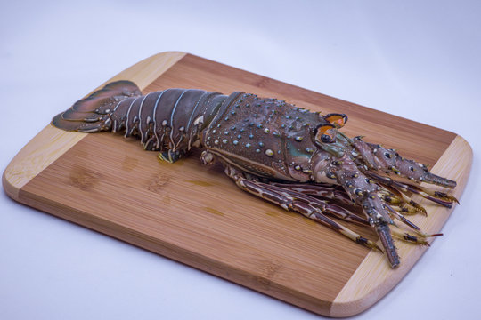 langosta lista para cocinar