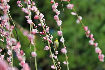 かざはやの里　梅林とメジロ